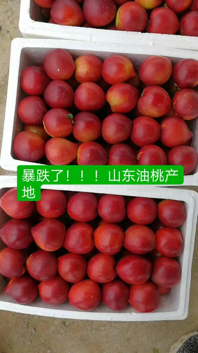 山东陆地油桃大量上市甜度高皮毛好产地一手货源充足