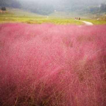 粉黛乱子草