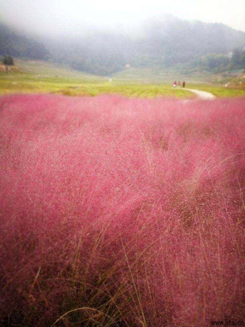 粉黛乱子草
