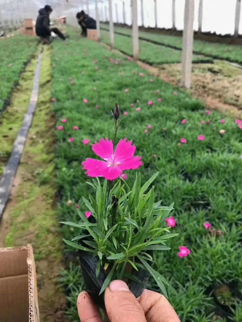 欧石竹