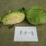 京丰一号包菜种子甘蓝种子莲花白种子圆白菜种子京丰莲白种子