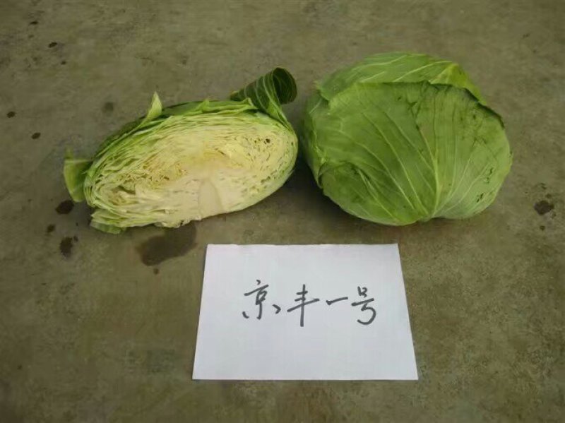 京丰一号包菜种子甘蓝种子莲花白种子圆白菜种子京丰莲白种子