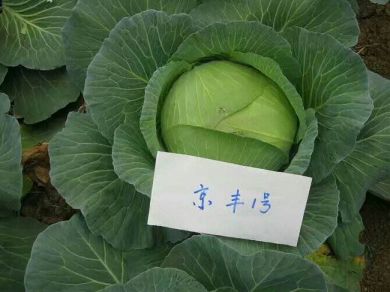 京丰一号包菜种子甘蓝种子莲花白种子圆白菜种子京丰莲白种子