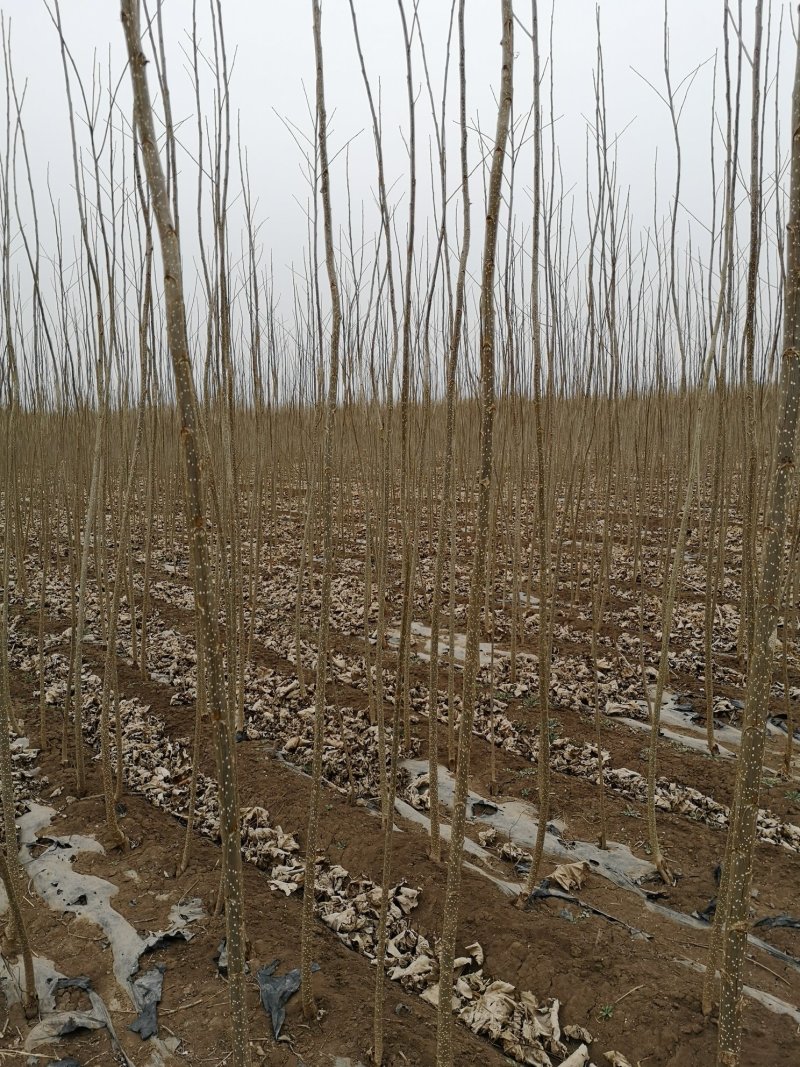 大量107杨树