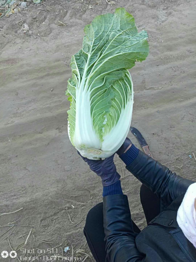 河北定州黄心白菜大量上市