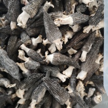 干羊肚菌
