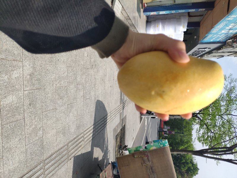 云南高乐蜜芒果