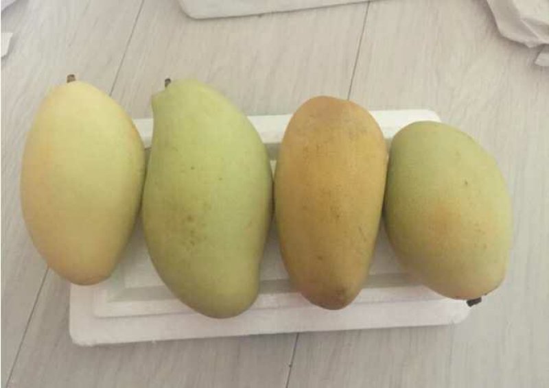 云南高乐蜜芒果