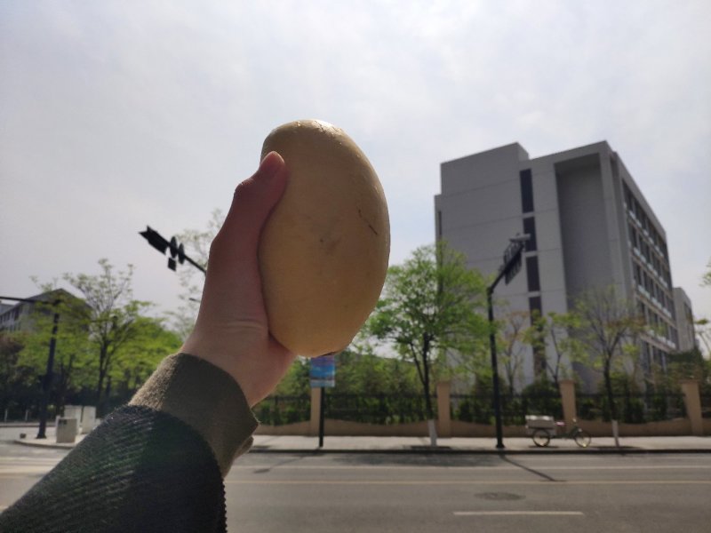 云南高乐蜜芒果