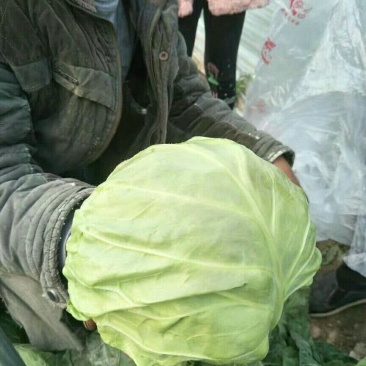 河南省商丘市夏邑县中甘篮21大量供货中，质量保证。