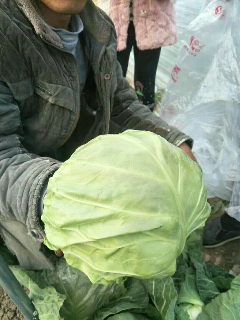 河南省商丘市夏邑县中甘篮21大量供货中，质量保证。