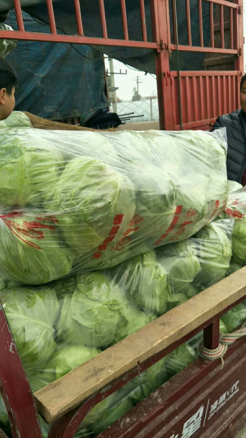 河南省商丘市夏邑县中甘篮21大量供货中，质量保证。