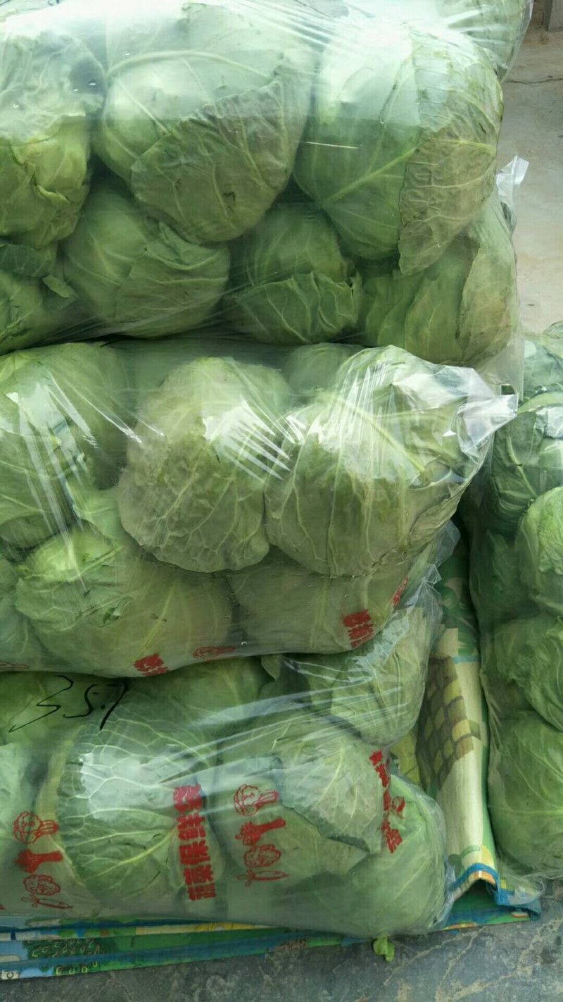 河南省商丘市夏邑县中甘篮21大量供货中，质量保证。