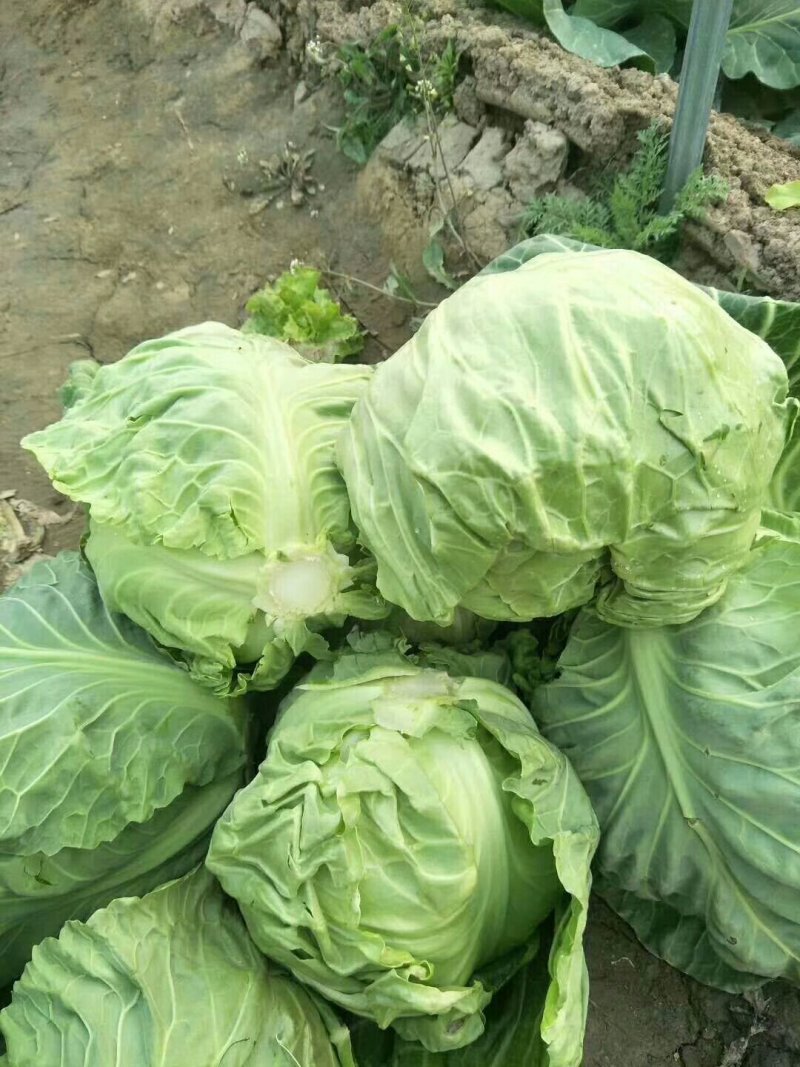河南省商丘市夏邑县中甘篮21大量供货中，质量保证。