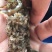 澳洲龙虾龙虾苗水产鱼苗批发小龙虾苗