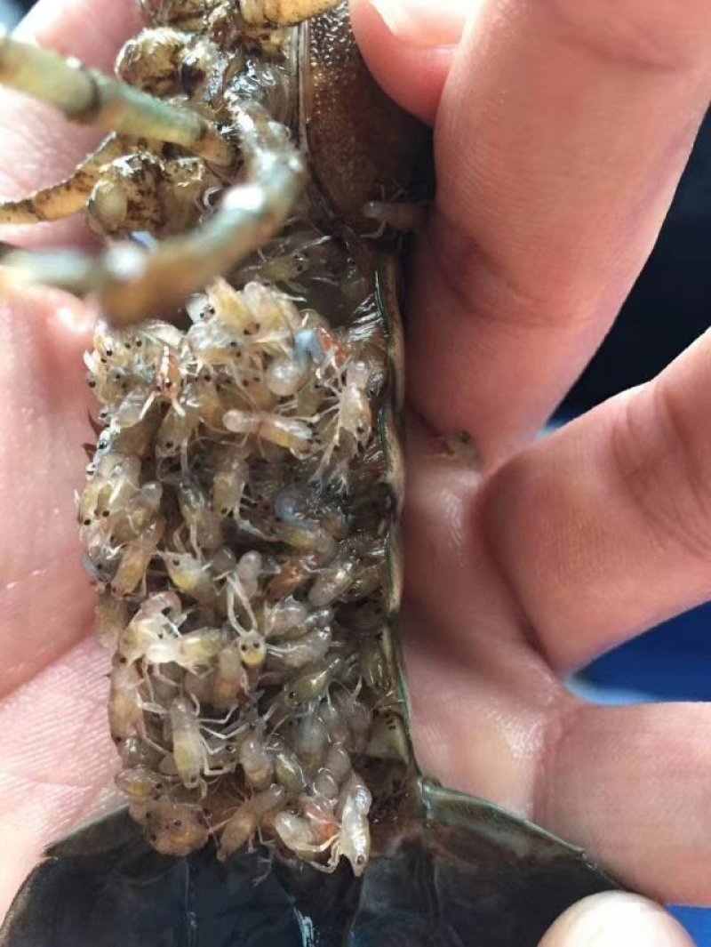 澳洲龙虾龙虾苗水产鱼苗批发小龙虾苗
