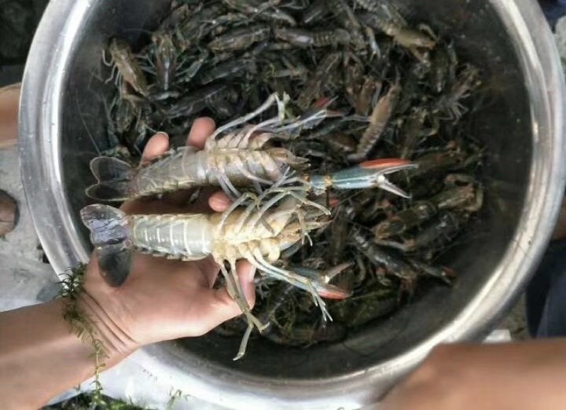 澳洲龙虾龙虾苗水产鱼苗批发小龙虾苗