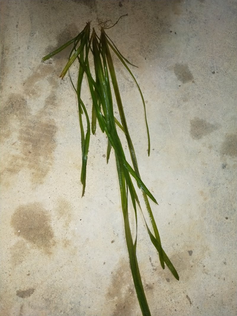 澳洲龙虾龙虾苗水产鱼苗批发小龙虾苗