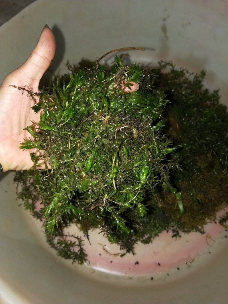 澳洲龙虾龙虾苗水产鱼苗批发小龙虾苗