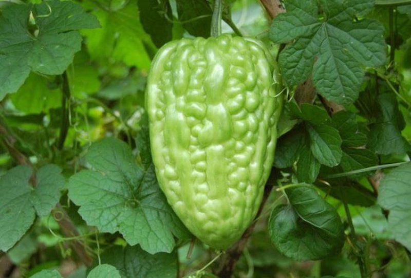 大顶苦瓜