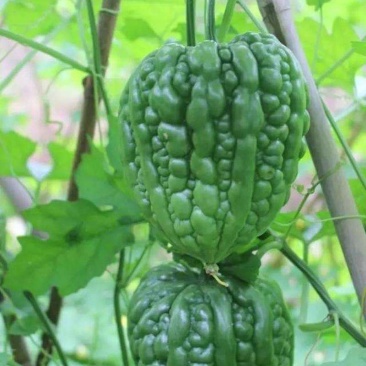 大顶苦瓜