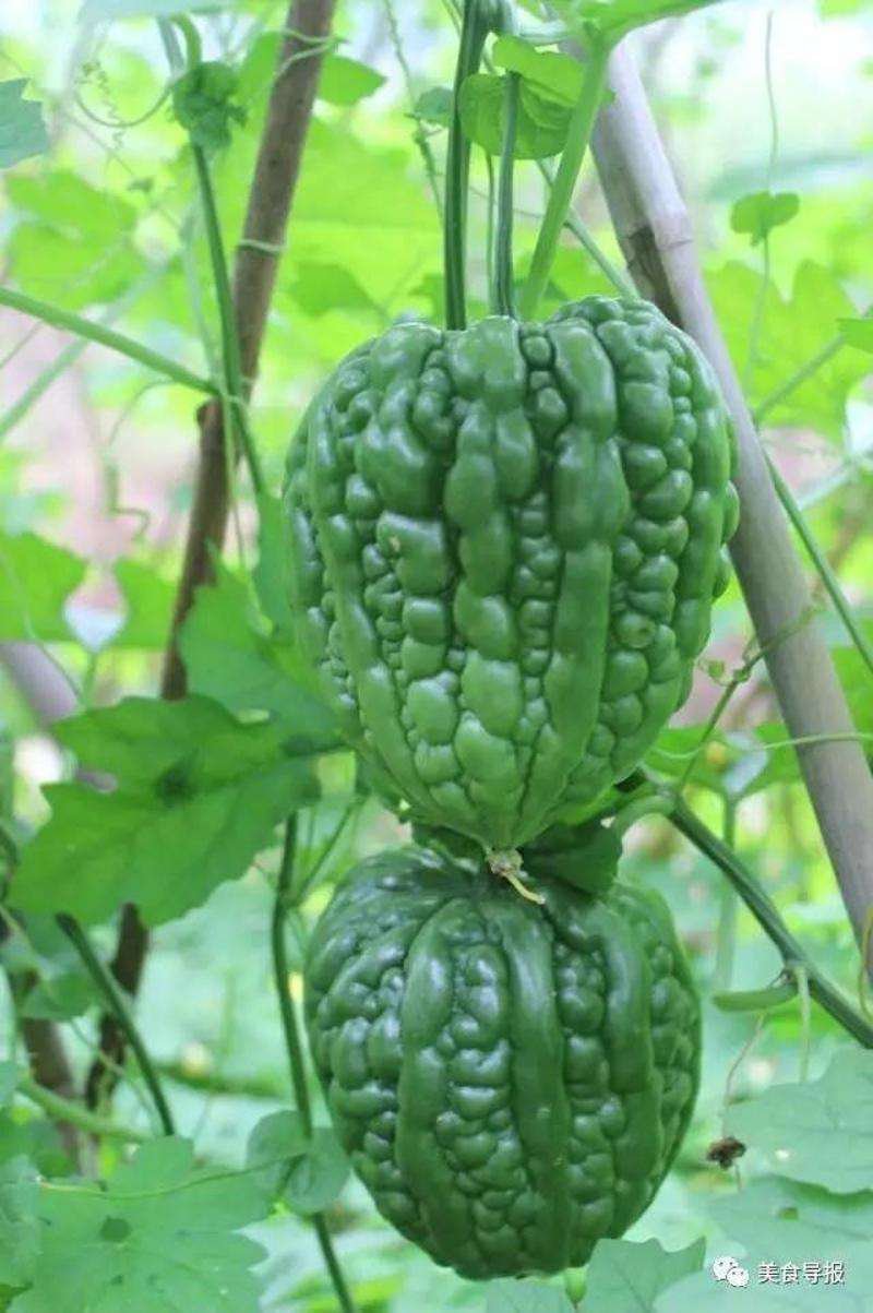 大顶苦瓜