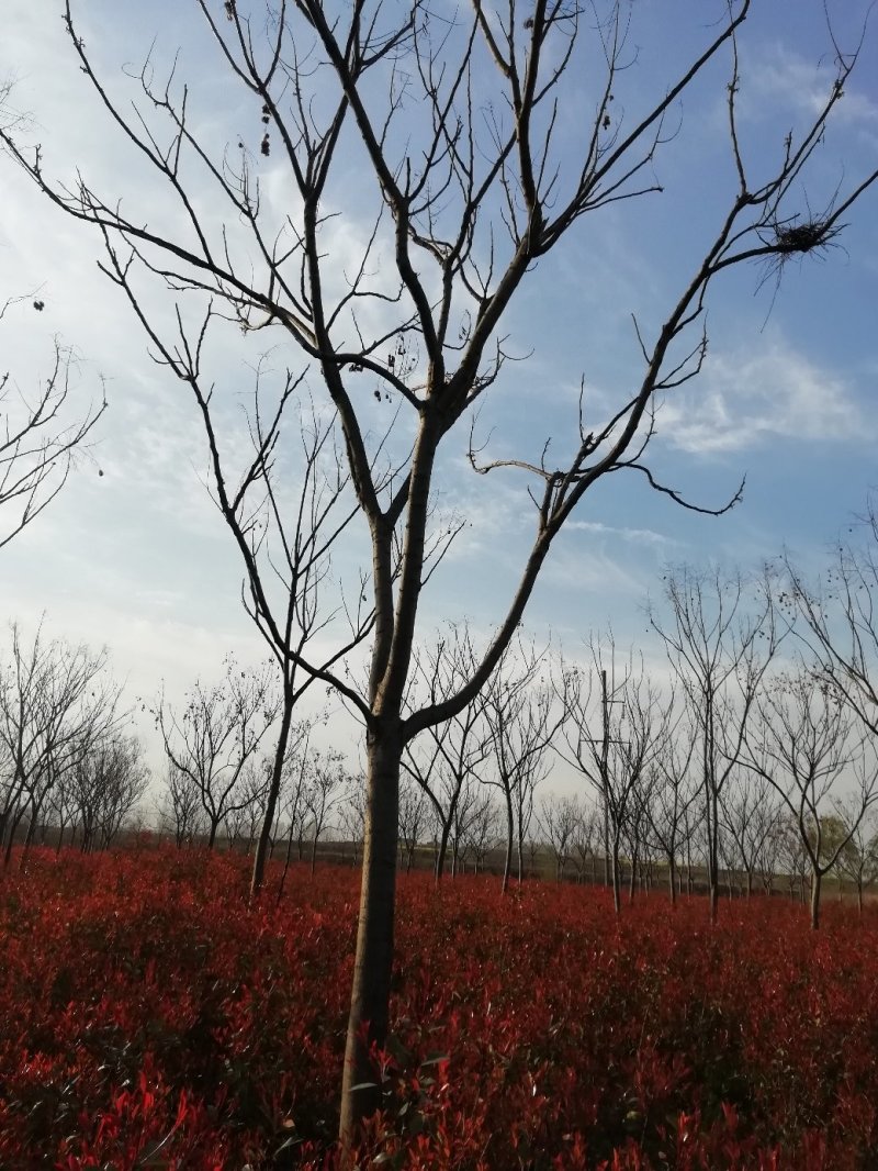 栾树