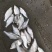 鳊鱼苗