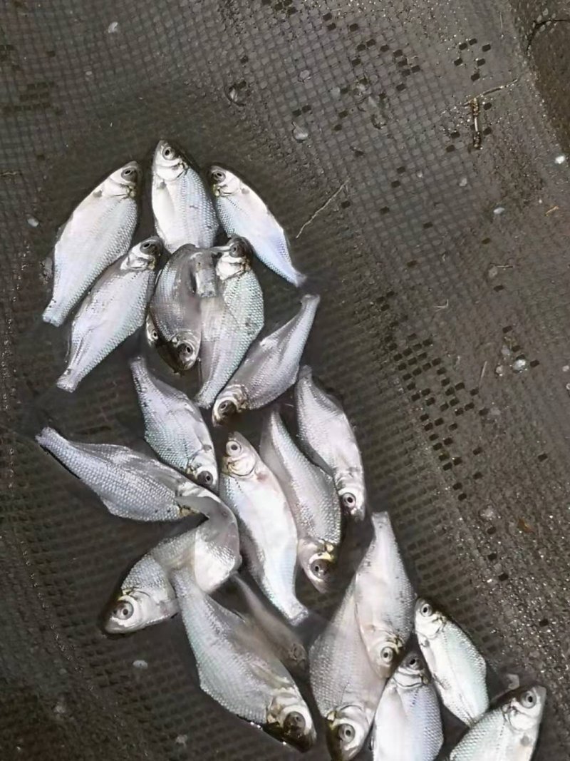 鳊鱼苗