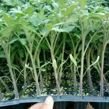 硬粉抗TY西红柿苗，三叶一心以上，现货现发，支持线上交易