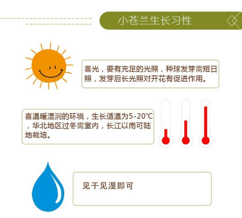 香雪兰种球小苍兰花卉盆栽种球室内阳台庭院种植香雪兰花