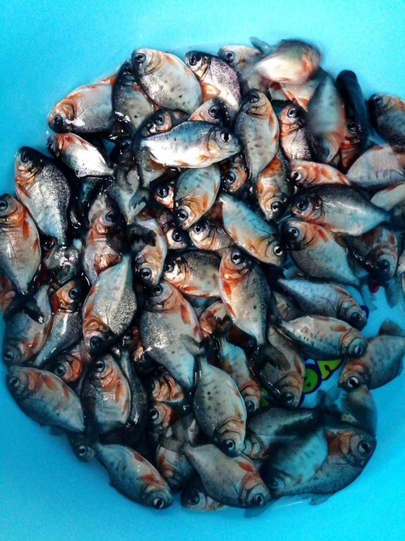 🐟精品鱼苗批发各种精品鱼苗白鲳鱼苗鱼苗批发