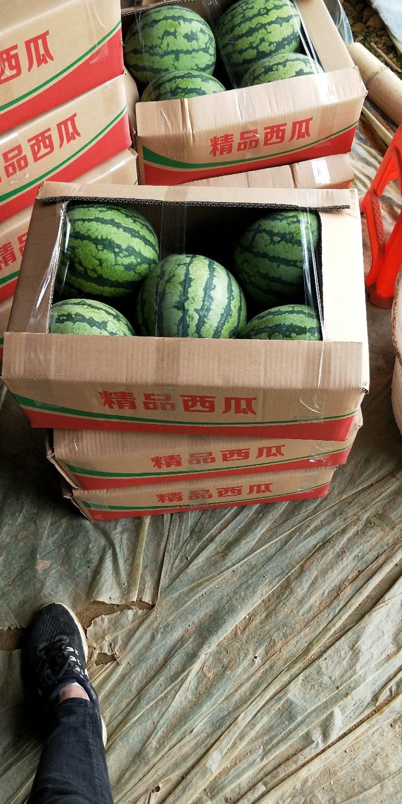 福建精品翠玲大批量上市啦！欢迎客户前来采购