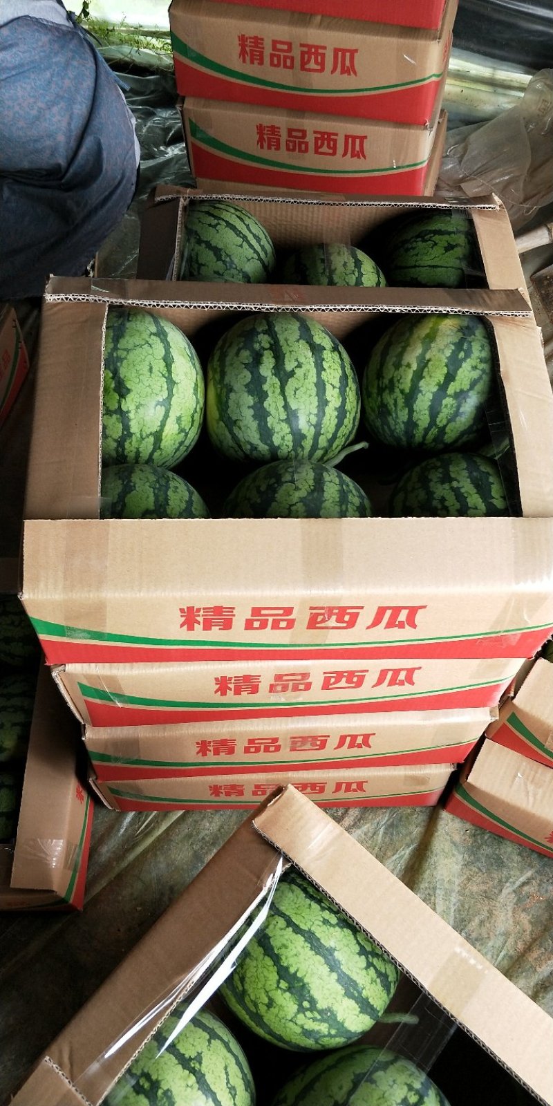 福建精品翠玲大批量上市啦！欢迎客户前来采购
