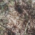 云南高山玉山竹主生长在海拔1000～1800米高寒山区