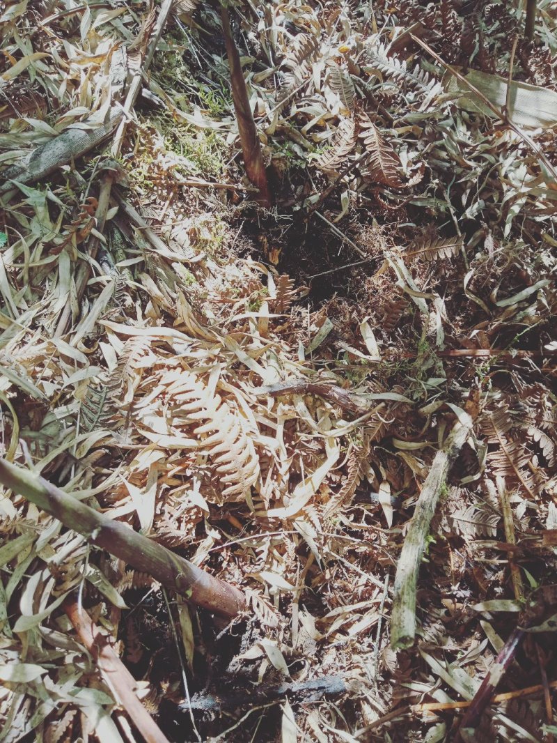 云南高山玉山竹主生长在海拔1000～1800米高寒山区