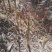 云南高山玉山竹主生长在海拔1000～1800米高寒山区