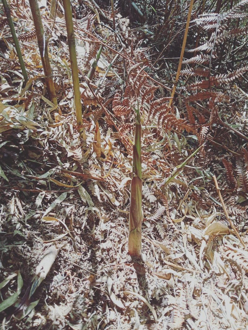 云南高山玉山竹主生长在海拔1000～1800米高寒山区