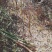 云南高山玉山竹主生长在海拔1000～1800米高寒山区