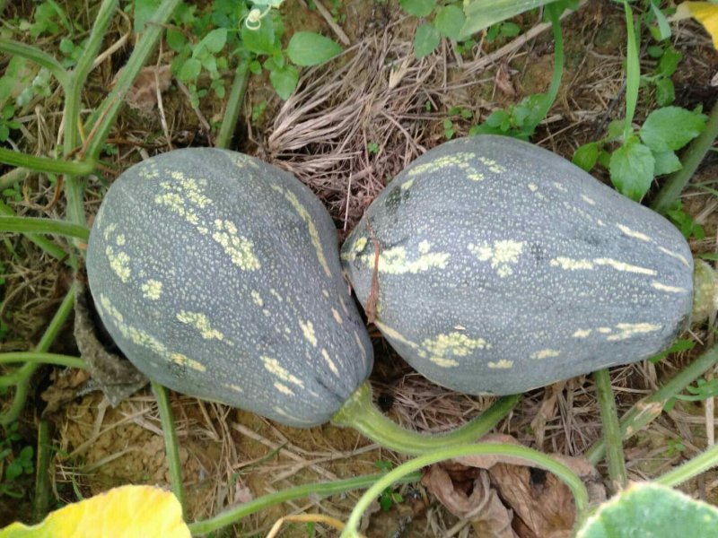 特级香芋南瓜代发，浓香型个头均匀老度好，适合商超电商平台