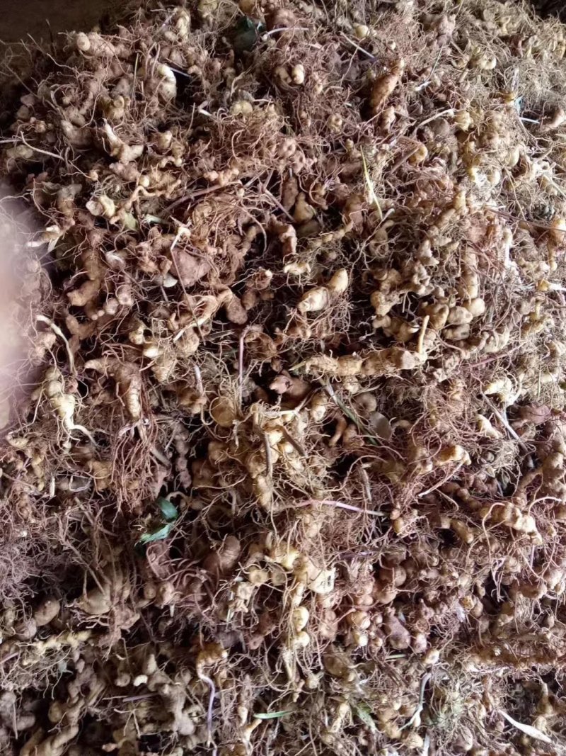 黄精来自于云南普洱一带的大山之上