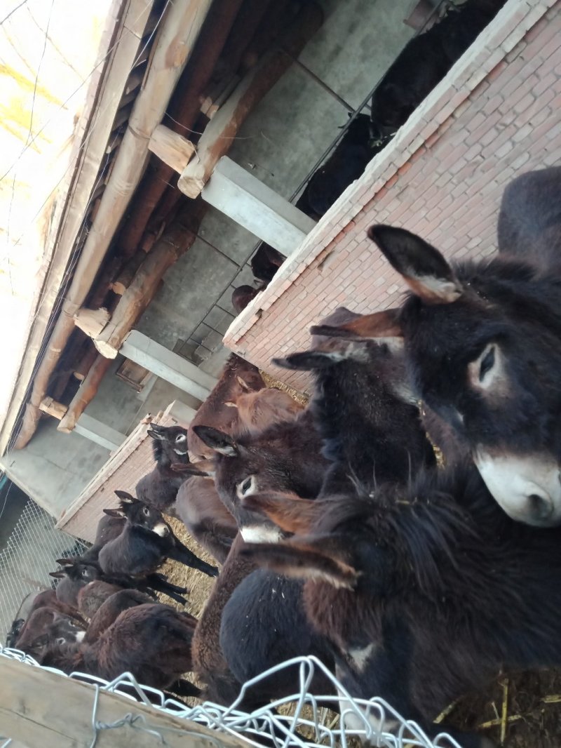 肉驴苗
