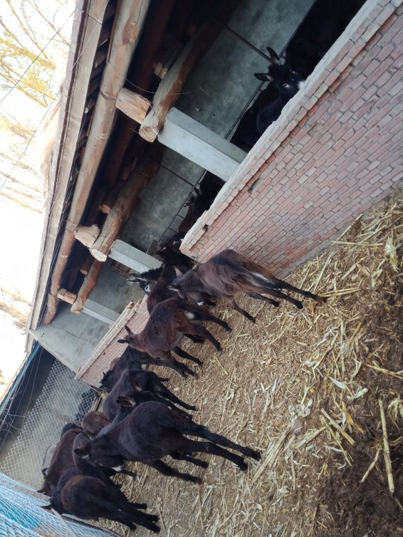 肉驴苗