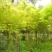 金枝国槐质量保证价格公道