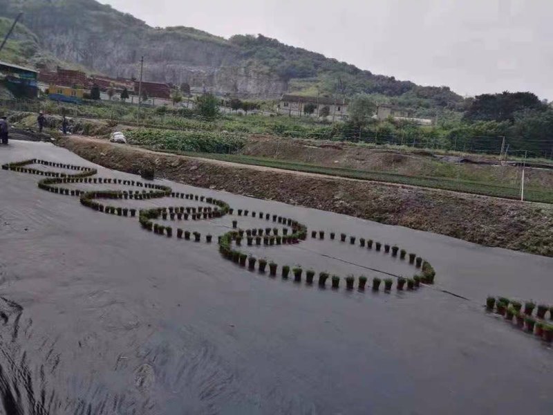 防草布地布钉地膜土工布固定钉塑料钉全新料生产厂家直销