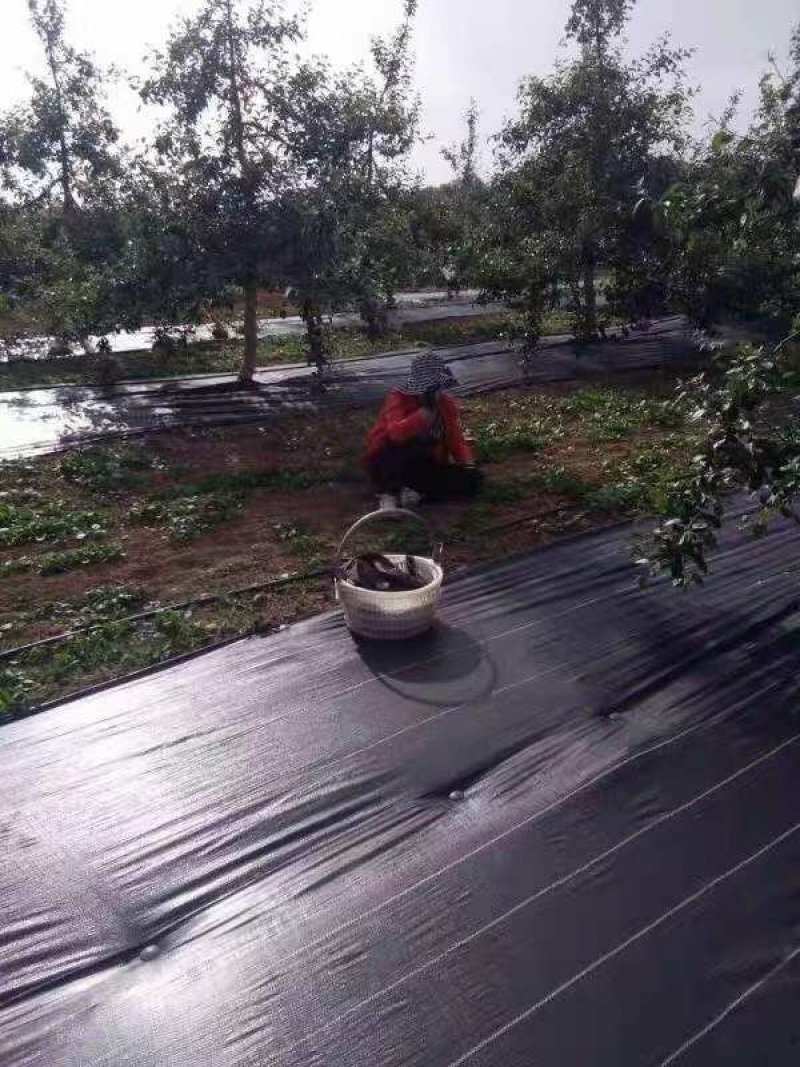 防草布地布钉地膜土工布固定钉塑料钉全新料生产厂家直销