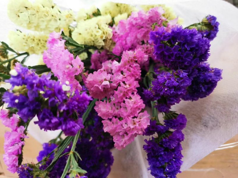 勿忘我鲜花，秒杀，全国招代理，16元两扎，一件代发