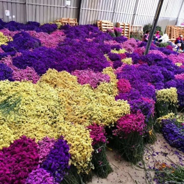 勿忘我鲜花，秒杀，全国招代理，16元两扎，一件代发