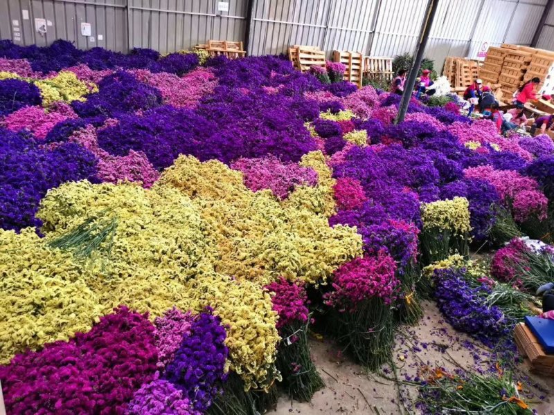 勿忘我鲜花，秒杀，全国招代理，16元两扎，一件代发