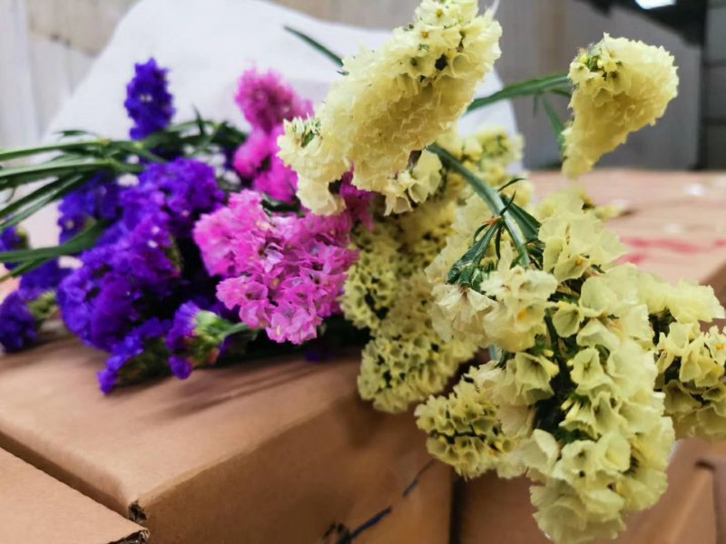 勿忘我鲜花，秒杀，全国招代理，16元两扎，一件代发